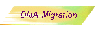 DNA Migration